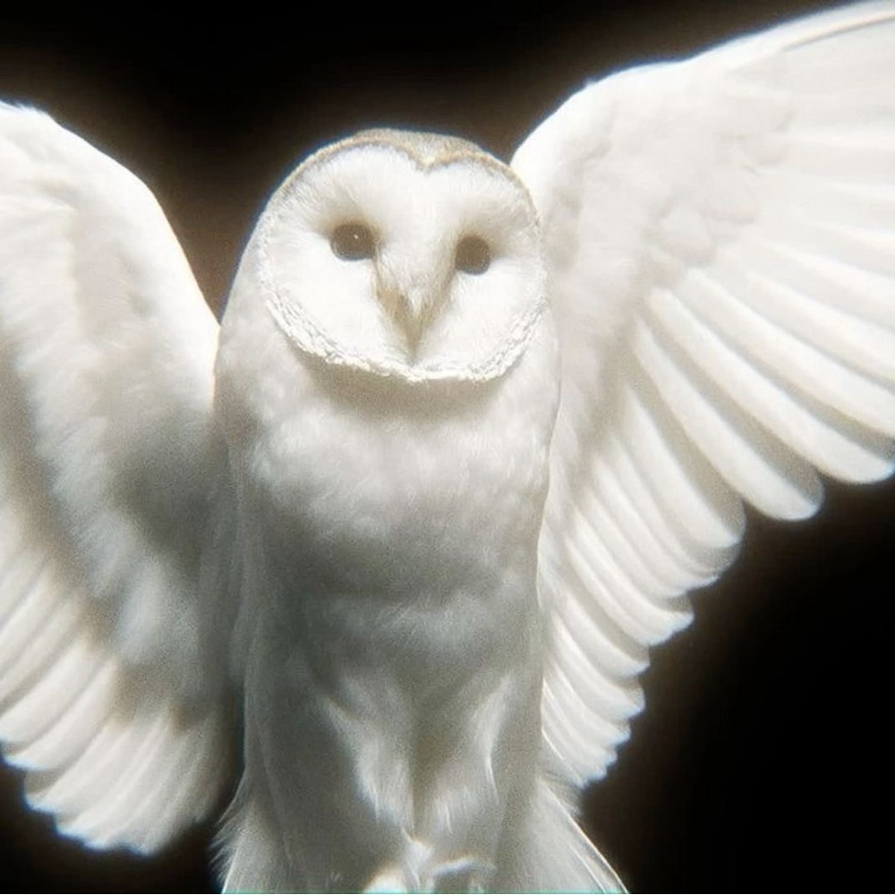 Meet your Posher, Yazmine